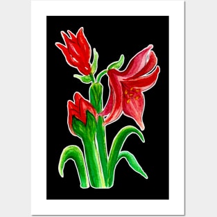 Christmas Amaryllis Flower Watercolor Posters and Art